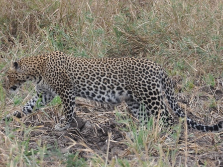 Leopard - Tarangire